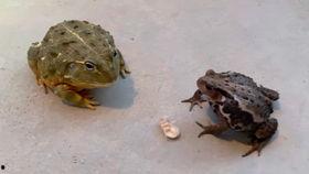 蜜蜂吃瓜娱乐,揭秘甜蜜背后的趣味世界